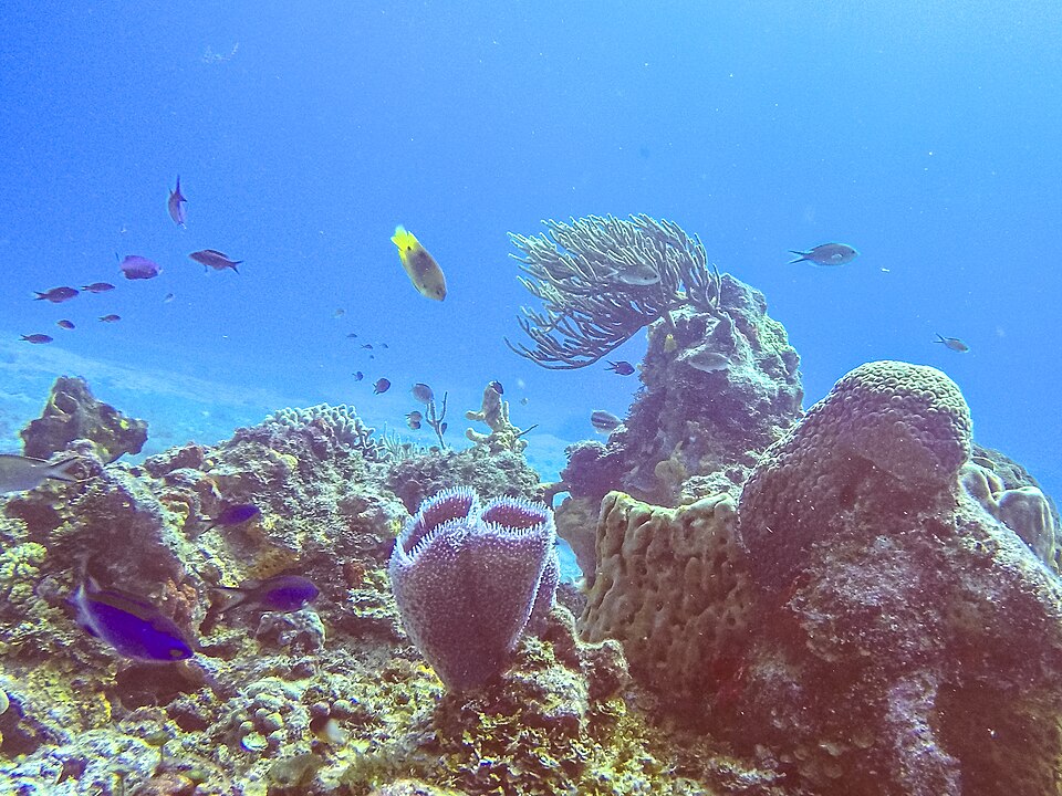 Arrecife de Cozumel con corales y peces para buceo de principiantes